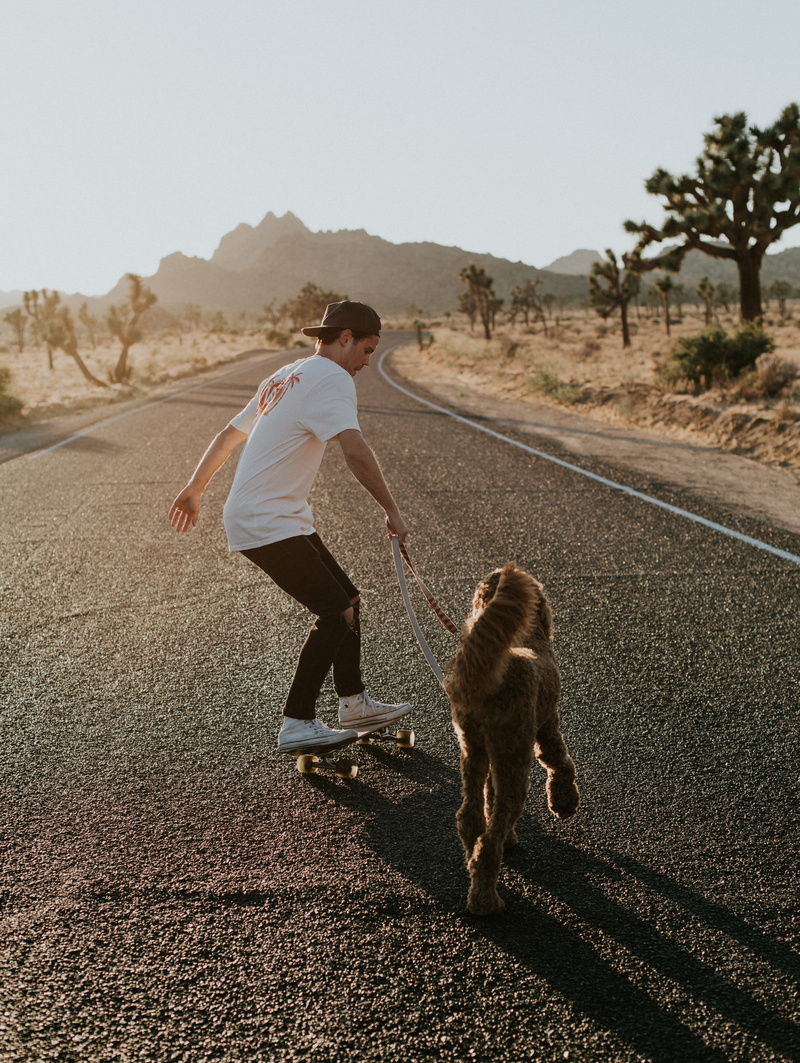 females, women, love, caucasian Ethnicity, people, walkies, daytime, walking, joshua tree, board, day, copy Space, exercising, road, tree, desert, nature
