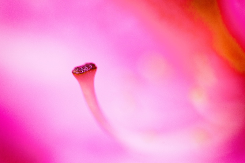 flower, another, East Bay, 4K, macro, Grow, USA, United States of America, close-up, Mountain View Cemetery, untitled, Oakland, year, Another Year, California