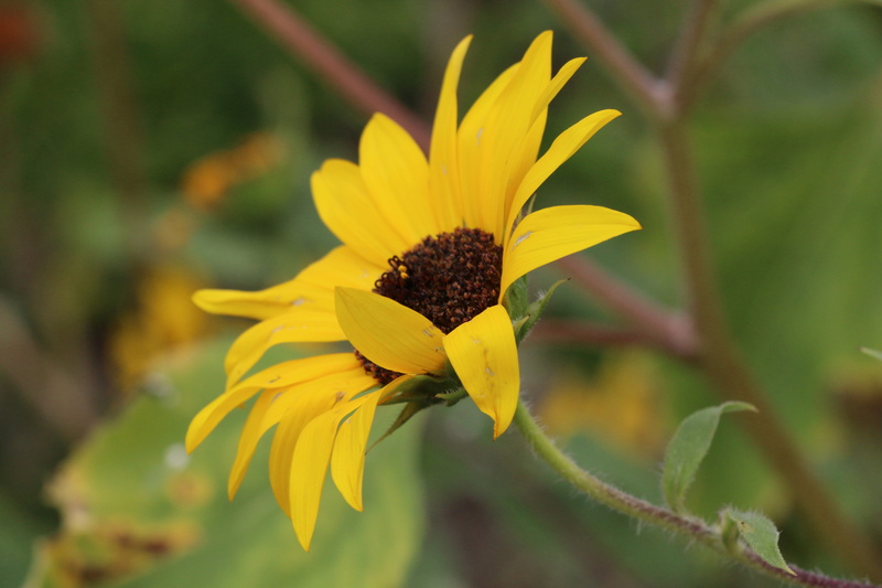 pollen, petal, california, livermore, plant, bay area, flower head, yellow, freshness, vulnerability, close-up, no people, flower, flowers, outdoors, focus on foreground