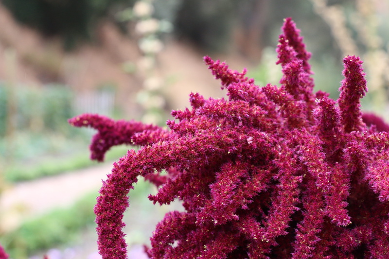livermore, no people, flower, freshness, day, tranquility, close-up, selective focus, pink color, fragility, flowering plant, california, flowers, bay area