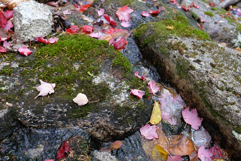 fall, leaf, moss, day, leaves, water, white mountain national forest, high angle view, nature, rock, foliage, 4K, close-up, livermore, beauty in nature