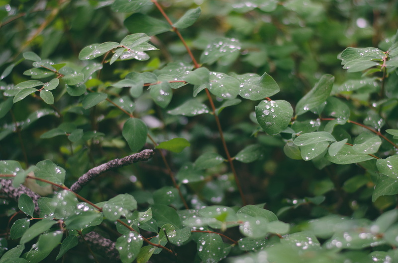 raindrop, forest, dew, plant part, focus on foreground, beauty in nature, purity, drop, drops, leaf, freshness, livermore, plant, leaves, rainy season