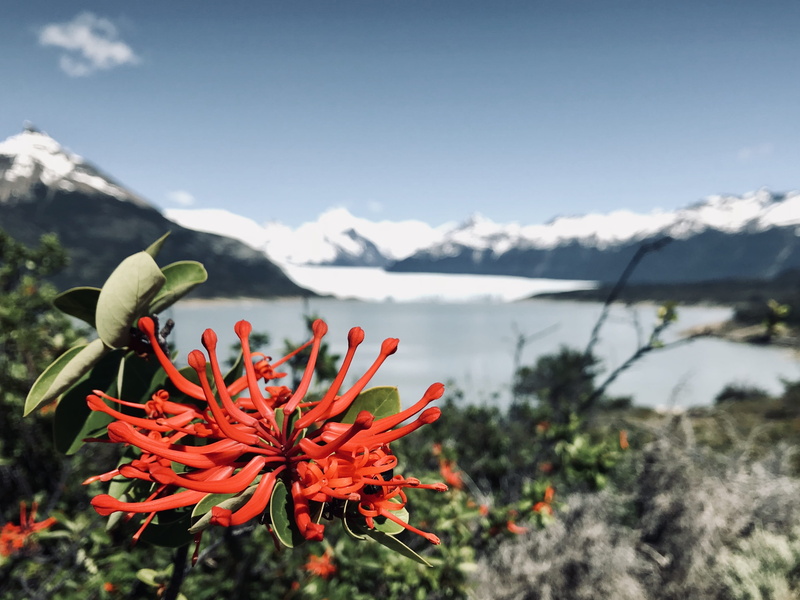patagonia, mountains, sky, outdoors, vulnerability, roy, perito moreno, mountain, moreno, inflorescence, travel, beauty in nature, focus on foreground