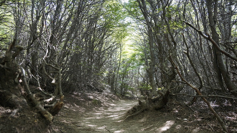 vacation, tourism, green, non-urban scene, trip, park, 1080P, tree, tree trunk, branch, fitzroy, way, leave, plant, trunk, road, tranquil scene, tranquility