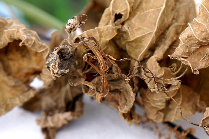 plant, close-up, selective focus, background, day, wilted plant, focus on foreground, dried plant, animal themes, no people, 4K, blight, dry, leaves, plant part