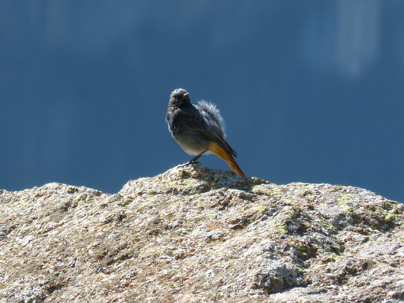 bird, nature, perching, at the edge of, cliff, solid, 2K, day, vertebrate, mountain, phoenicurus ochruros, no people, one animal, beauty in nature, animal wildlife