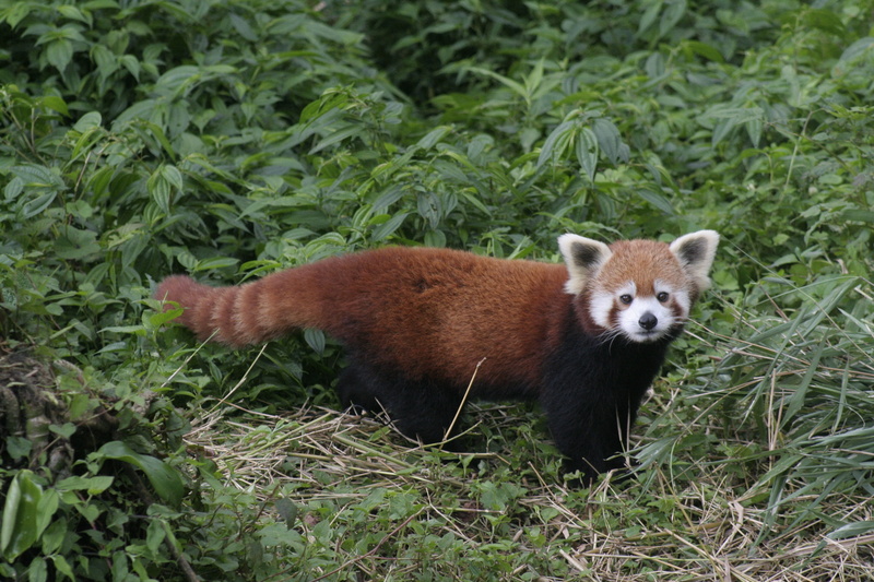 animals in the wild, animal, red panda, leaf, looking at camera, india, green color, read panda, field, gangtok zoo, nature, grass, no people, animal themes