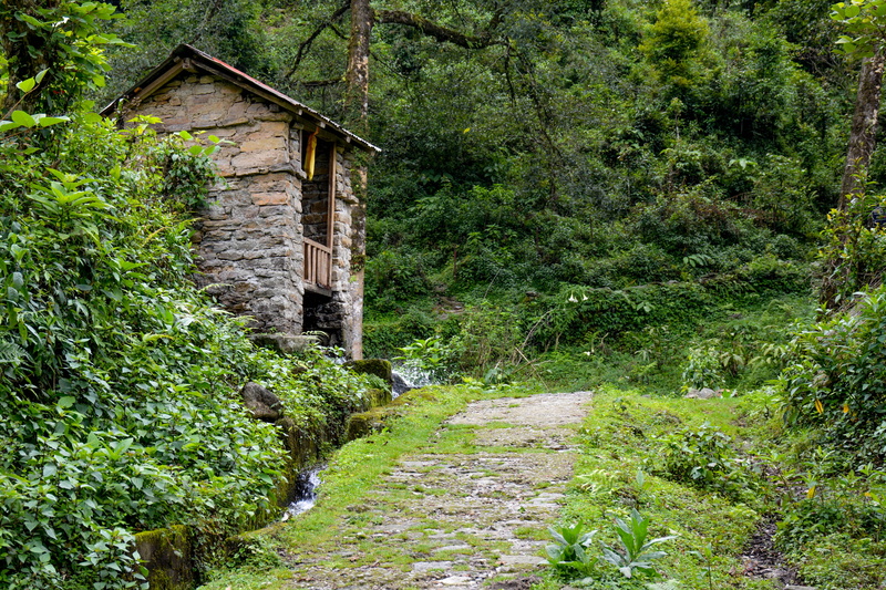 no people, architecture, lush foliage, 4K, day, path, india, mountains, forest, foliage, yuksom, trees, trail, abandoned house, tree, outdoors, land, footpath