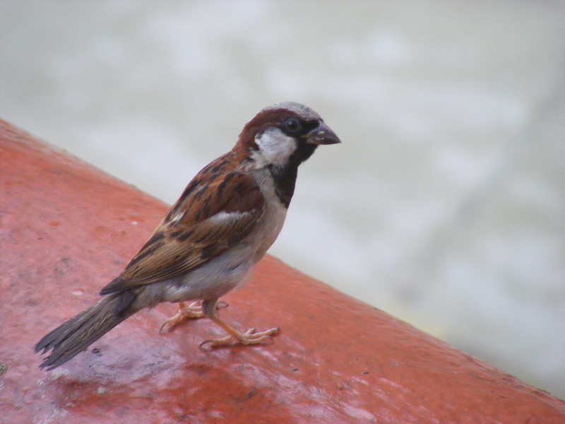 2K, outdoors, animal themes, vertebrate, birds, close-up, beak, one animal, nature, bird, perching, day, india, animals in the wild, full length, sparrow