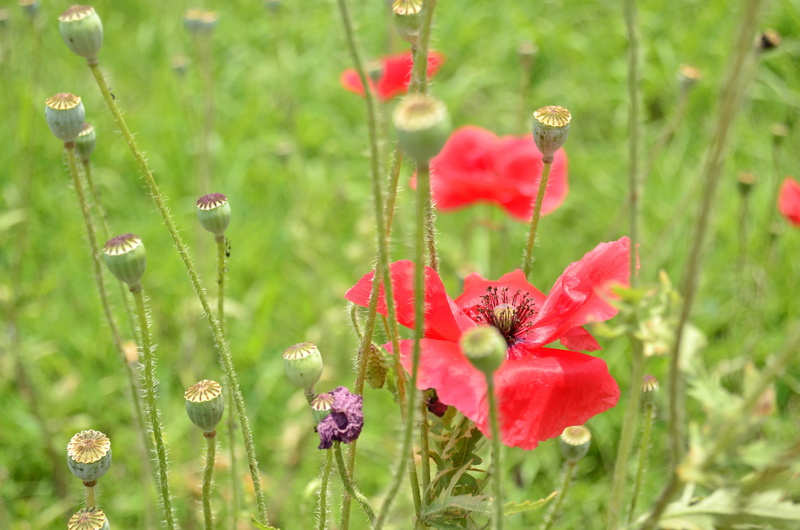 close-up, roses, floral, grass, growth, plant, no people, land, gangtok, petals, field, summer, petal, beauty in nature, bloom, 4K, pollination, garden