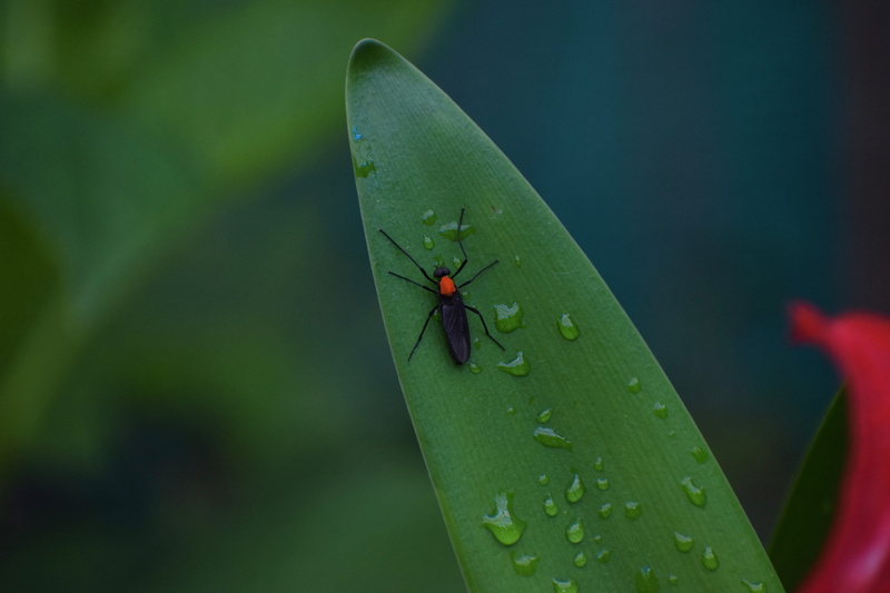 animal, no people, close-up, growth, outdoors, insect, blade of grass, nature, day, animals in the wild, one animal, plant, sikkim, invertebrate, india