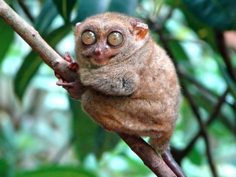 hd, big eyes, animals, tarsier, brown, 480P, animal, eyes, big, funny