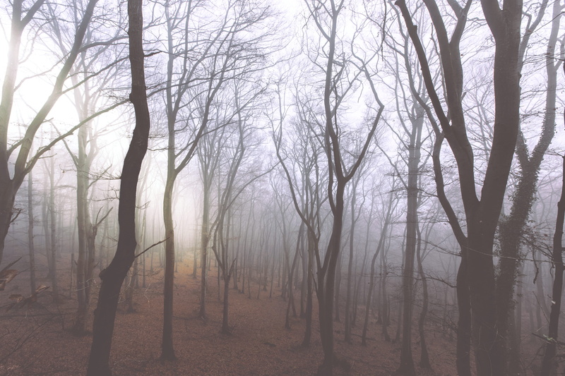 sunlight, woodland, photo, leaves, 5K, tranquil scene, trunk, forest, tree trunk, environment, landscape, branches, weather, climate, tree trunks, mist