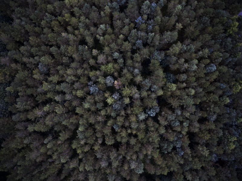 forest, view, nature, textured, green, outdoor, pattern, woodland, tranquility, star - space, growth, close-up, downview, space, tree, 4K, night, countryside