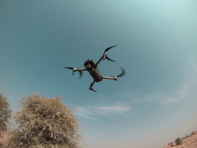 air vehicle, flight, animal, low angle view, nature, flying, motion, animal themes, 4K, outdoors, mid-air, mode of transportation, plant, tree, beauty in nature