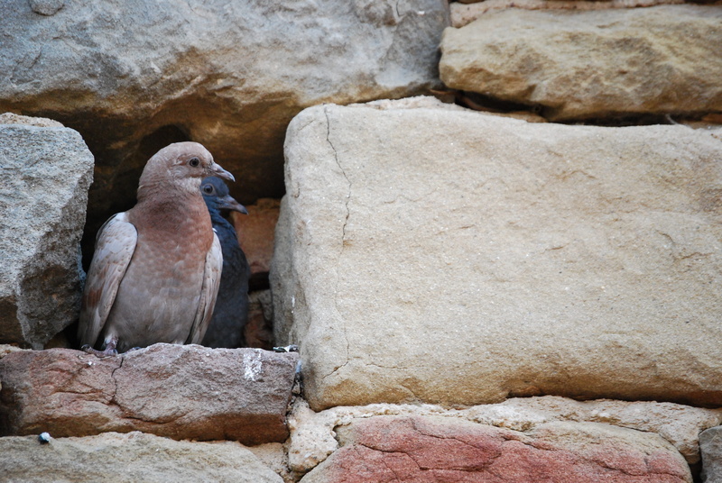 couple, animal wildlife, cave, nature, tenderness, birds, looking away, stone wall, pigeons, bird pigeon, stones, relationship, romantic, looking, wall