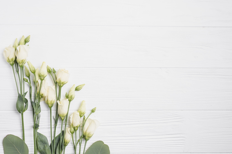 Eustoma, 5K, White background, Flowers