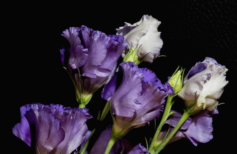 botany, night, isolated, petaled, flowers, vulnerability, springtime, close-up, isolated On Black, blue, color Image, nature, studio shot, growth, 1080P
