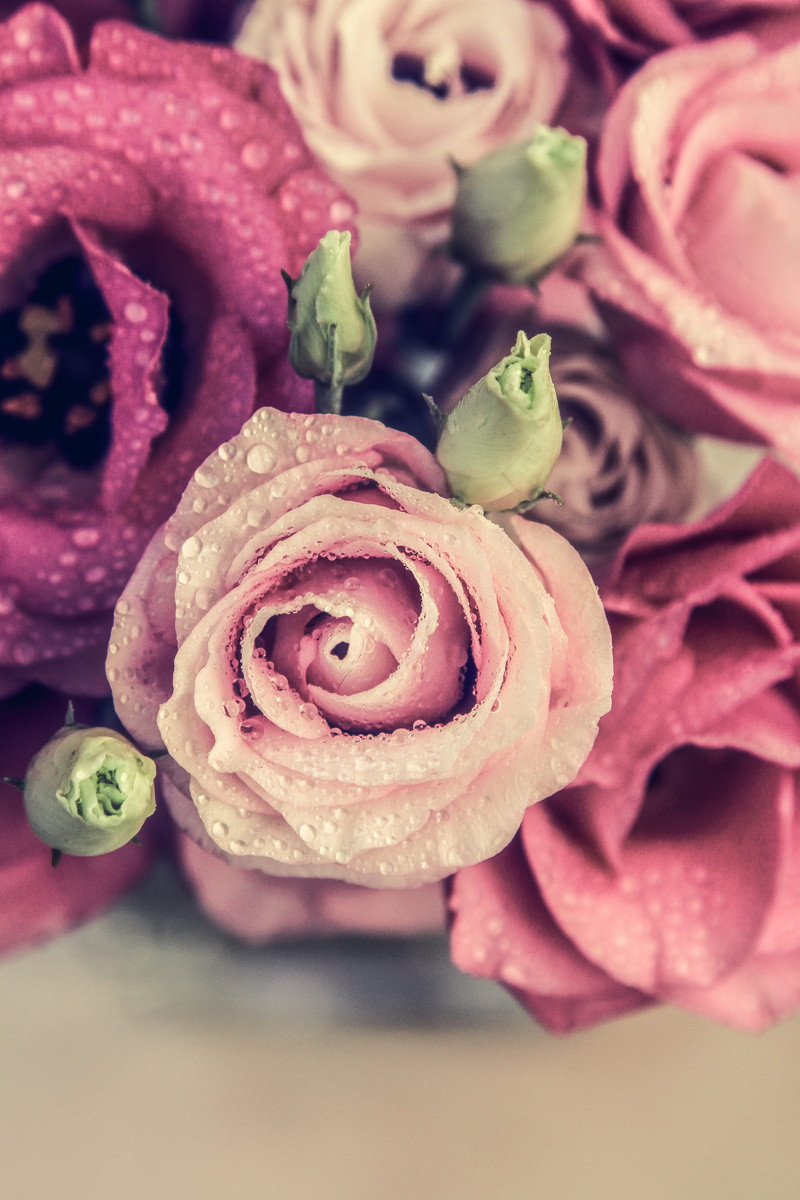temptation, prairie gentian, still life, rose, 4K, lisianthus, petal, flower, food and drink, light, beauty in nature, vulnerability, freshness, water drops