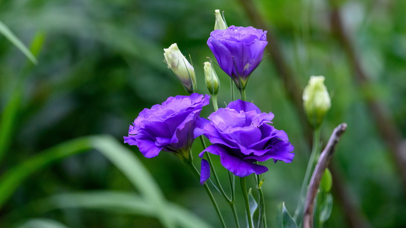 lilac, buds, 4K, eustoma, leaves, flowers, purple, green background, bokeh