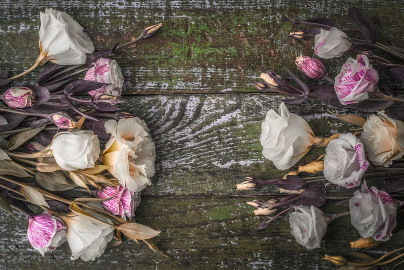 5K, eustoma, flowers, buds, background