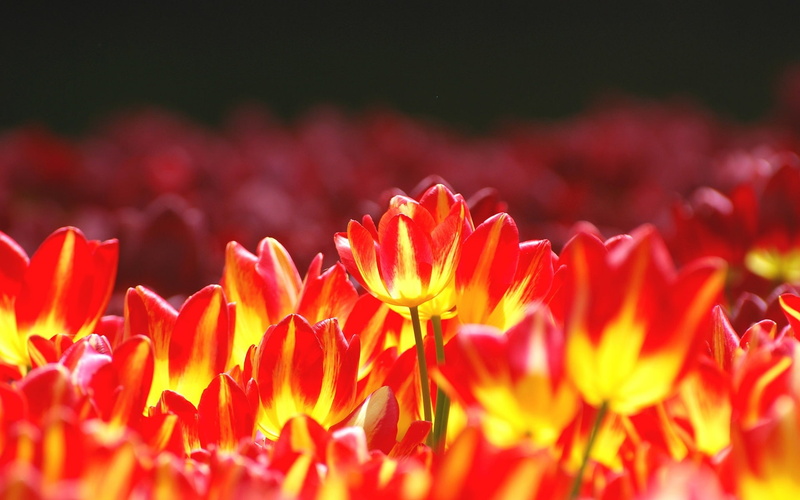 Bright, Red, Yellow, Flowers, Tulips, 1080P