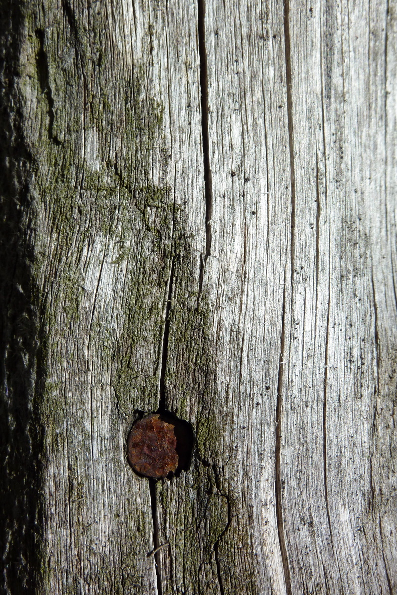 close-up, day, 2K, entrance, no people, Ancient, textured, cracked, run-down, rough, rusty, particular, weathered, wood grain, tree trunk, door, Old, used