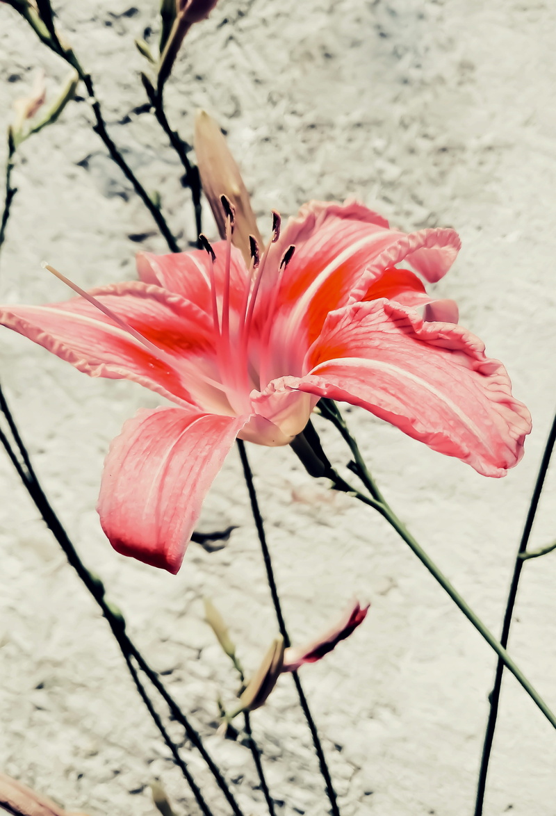 pollen, outdoors, nature, fragility, pink color, petal, late spring, mottled light red, lily, red, beauty in nature, flower head, flower, beautiful, inflorescence