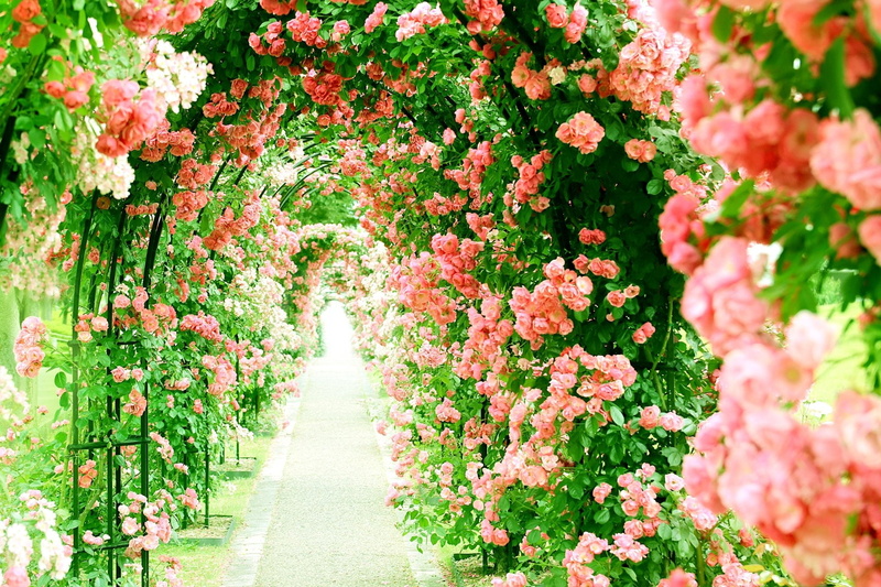 Flowers, 1080P, Rose Bush, Rose, Flower, Nature, Path, Pink Flower