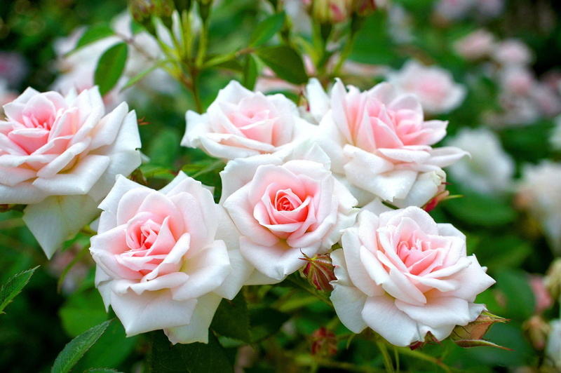 white, flowers, 1080P, pink, leaves, rose, beautiful, greenery, delicate, bush, roses, lovely, nice, green, harmony, soft, nature
