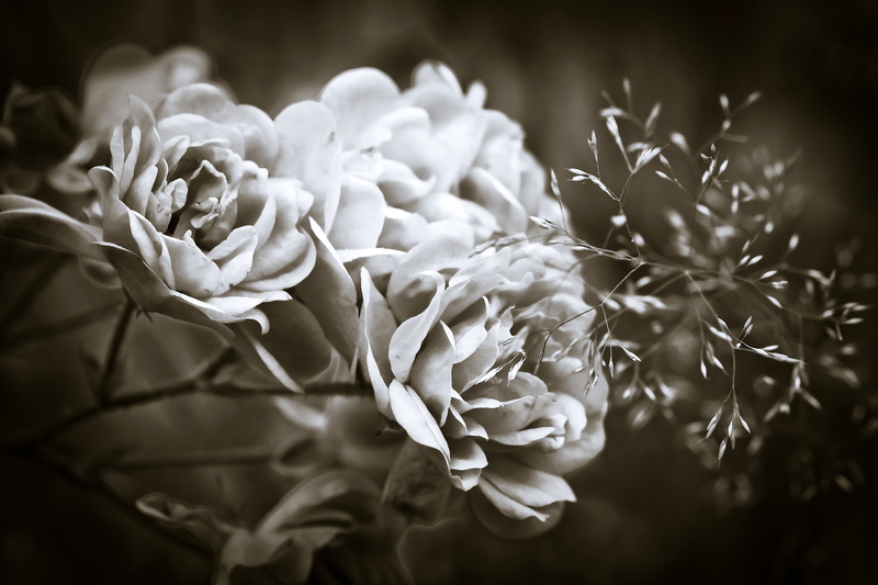 rose blooms, selective focus, fragility, close, inflorescence, flora, beauty, freshness, sepia, white color, growth, no people, beauty in nature, bouquet