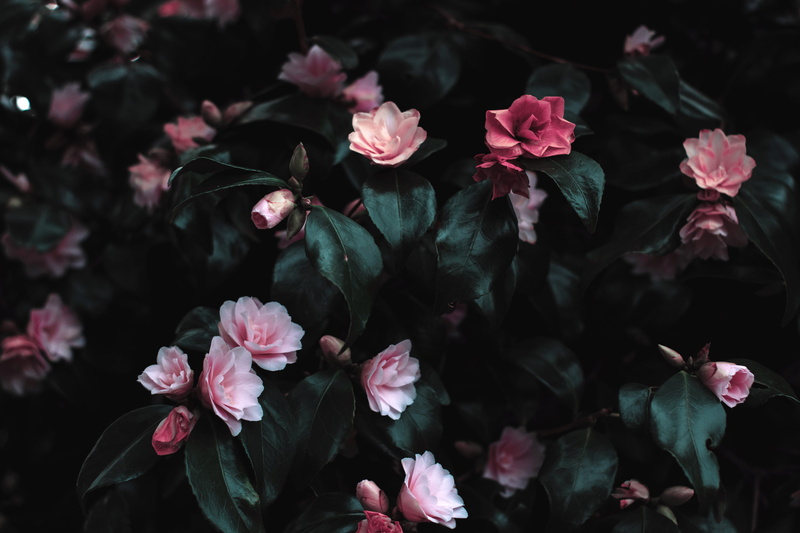 green, pink flowers, petal, day, flower arrangement, bush, outdoors, plant, summer, pollen, photograph, beauty in nature, flowering plant, beautiful, nature