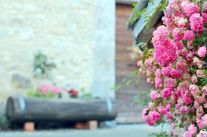 bokeh, flowers, mobile, bush, 1080P, tea, rose, wide