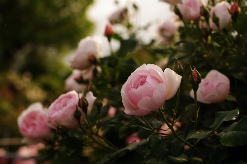 no People, pink Color, tulip, leaves, close-up, flowerbed, roses, outdoors, flower, color Image, freshness, herbs, decoration, buds, pink, fragility, bouquet