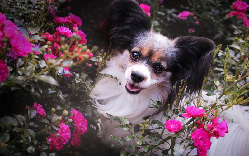 2K, flowers, flowering, roses, garden, Bush, Papillon, rose Bush, dog, face, puppy, cutie, portrait, pink