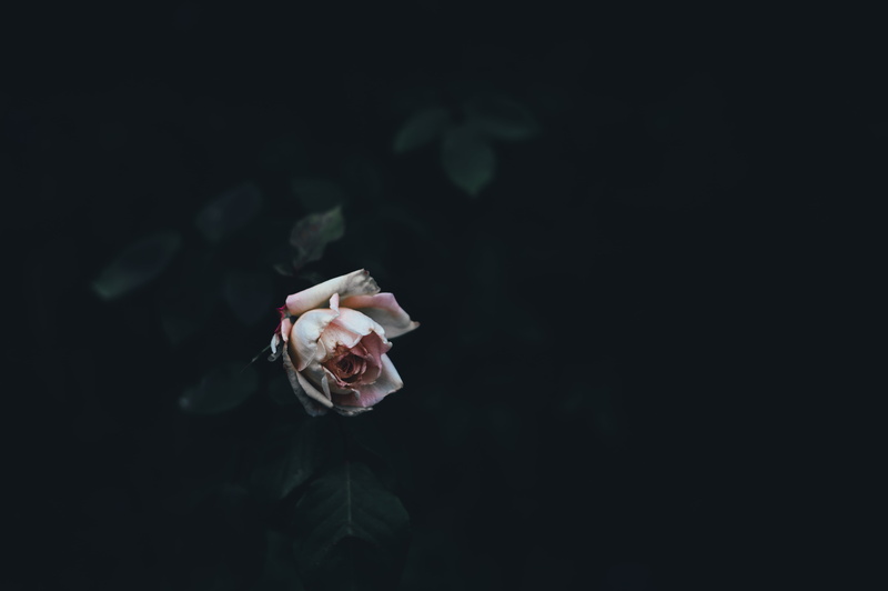 bud, single Flower, petals, plant, human hand, freshness, hand, studio shot, one person, flowering plant, leaf, petal, body part, pink Color, no People