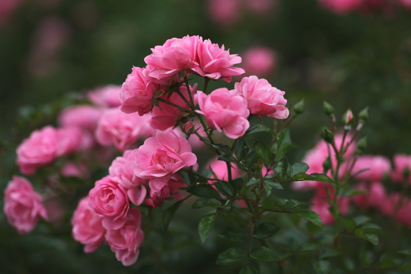 day, roses, backgrounds, outdoors, blur, decoration, vulnerability, plant, blossom, selective focus, gardening, freshness, petal, fragility, no People