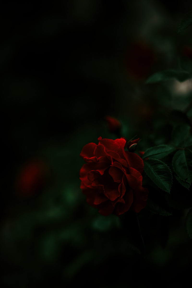 fragility, plant, plant part, no people, red, dark, beauty in nature, flower, close-up, freshness, nature, 5K, black background, leaf, rose wine, rose - flower