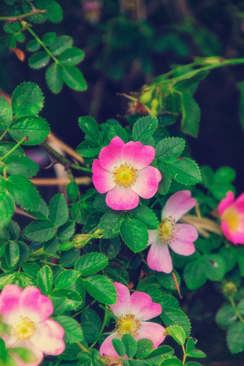pink, rose, leaves, wild rose, bush, 5K, bloom