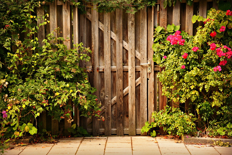 growth, architecture, pavement, back entrance, flowerbed, outdoors, flower, rose bush, sunlight, entry, boundary, flowering plant, footpath, no people