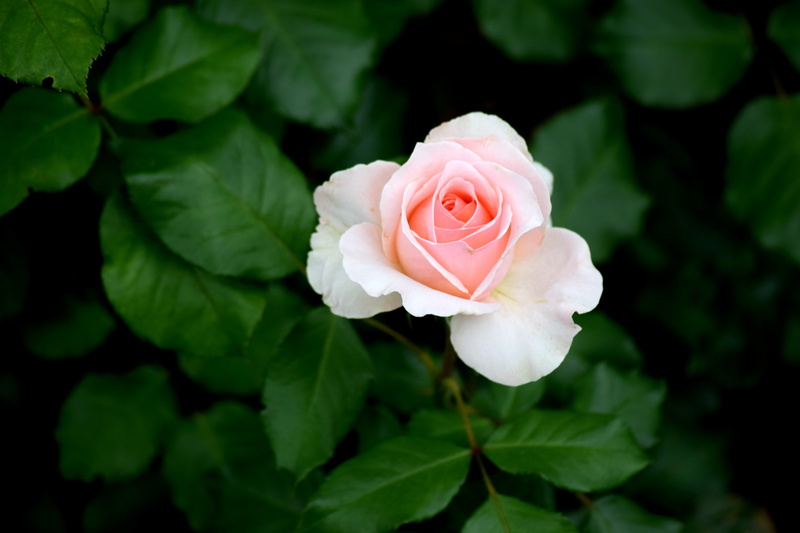 4K, close-up, focus on foreground, nature, flowering plant, bud, petal, bush, wedding, beauty In Nature, no People, pink Color, fragility, flower Head