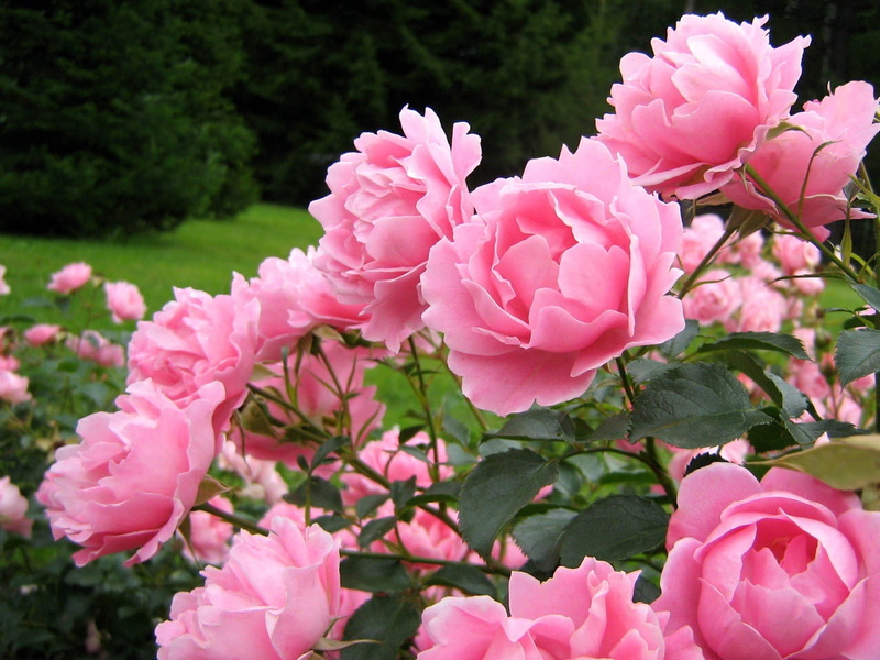 rose, petal, bushes, gardening, formal Garden, inflorescence, romance, love, plant, botany, multi Colored, bouquet, tender, pink, flower Head, leaf, nature