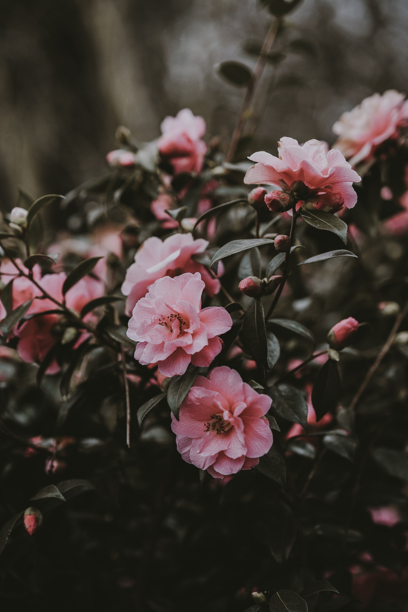 season, petaled, backgrounds, inflorescence, red, botany, gardening, day, blossoming, pink, nature, no people, petal, growth, multi Colored, tree, beauty In Nature