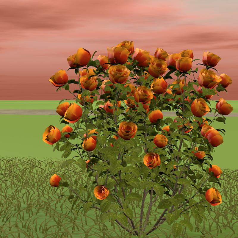 rose, bush, outdoors, fruit, orange flower, garden, orange, close-up, sunset, healthy eating, leaf, daytime, nature, blossom, flower, summer, food and drink