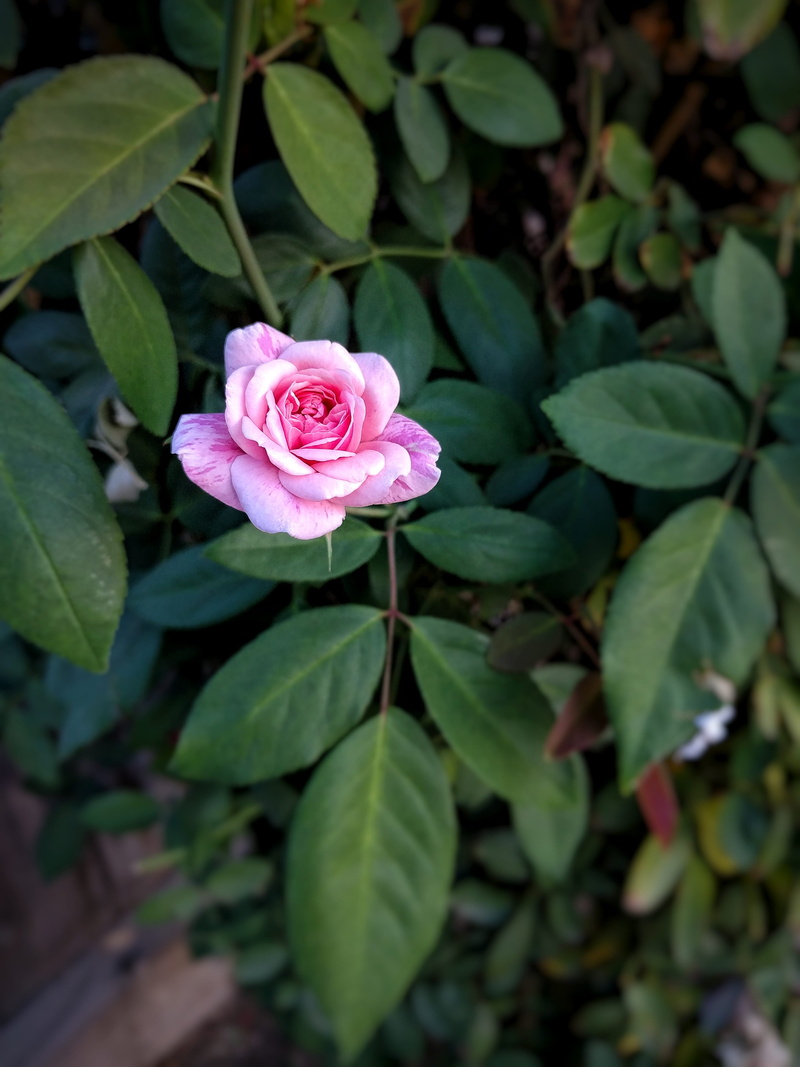beauty in nature, leaf, 4K, mobile photography, plant part, no people, growth, flower head, freshness, porterville, nature, flowering plant, flower, united states