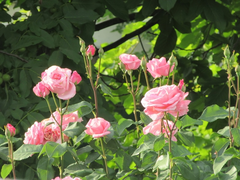 Flowers, Rose, 1080P, Rose Bush