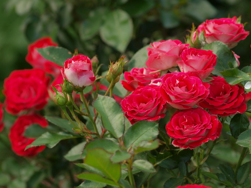 buds, roses, 2K, rose Bush