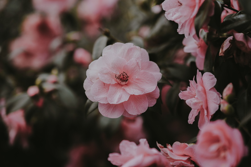 cherry tree, petals, branch, nature, selective focus, springtime, backgrounds, flowering plant, cherry blossom, multi Colored, bush, flower, flower Head