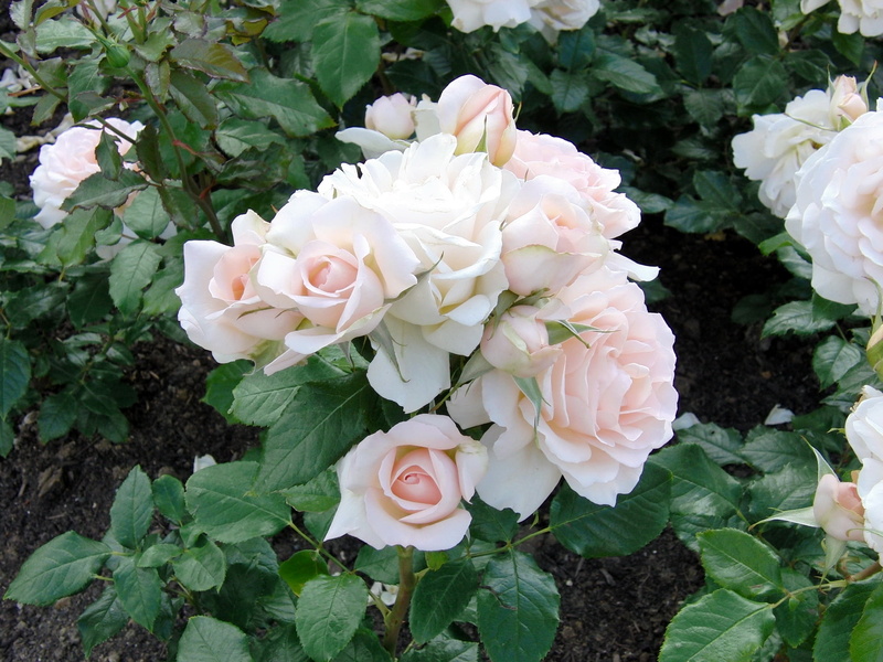bouquet, no people, freshness, elegance, blossom, decoration, vulnerability, rose, pink Color, plant, white, white color, nature, celebration, love, romance