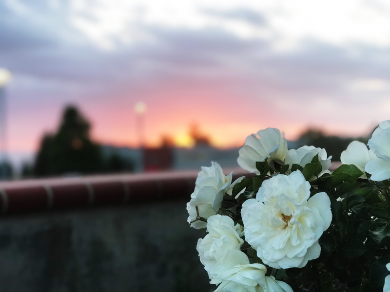 romance, bouquet, rose - Flower, fragility, love, flower, beauty In Nature, petal, white color, wild rose, wedding, plant, flower Head, focus on foreground